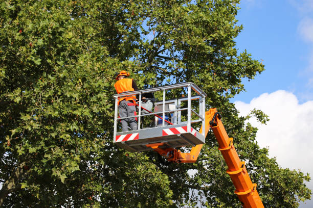 Tree Branch Trimming in Loomis, CA